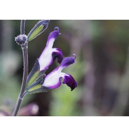 Salvia 'Amethyst Lips'