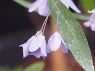 Sollya heterophylla