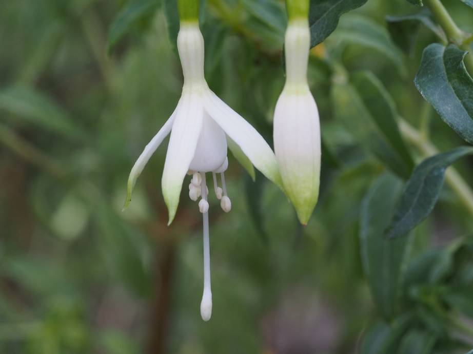 Fuchsia magellanica 'Hawkshead'