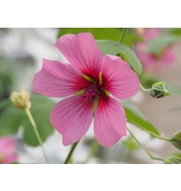 Anisodontea 'El Rayo'