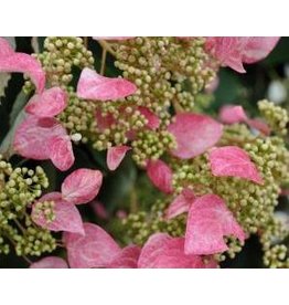 Schizophragma hydrangeoides 'Roseum'