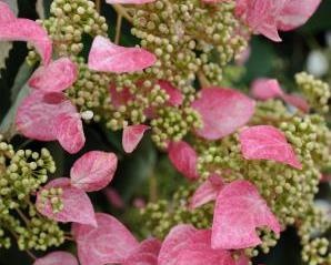 Schizophragma hydrangeoides 'Roseum'