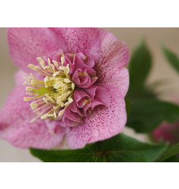 Helleborus orientalis 'Anemoon flowering'