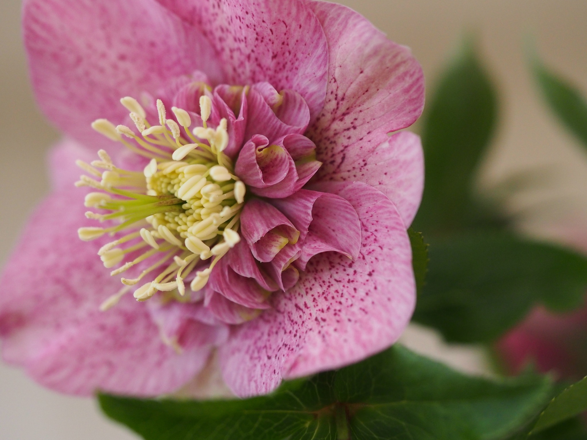 Helleborus orientalis 'Anemoon flowering'