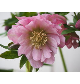 Helleborus orientalis 'Double Ellen® Pink'