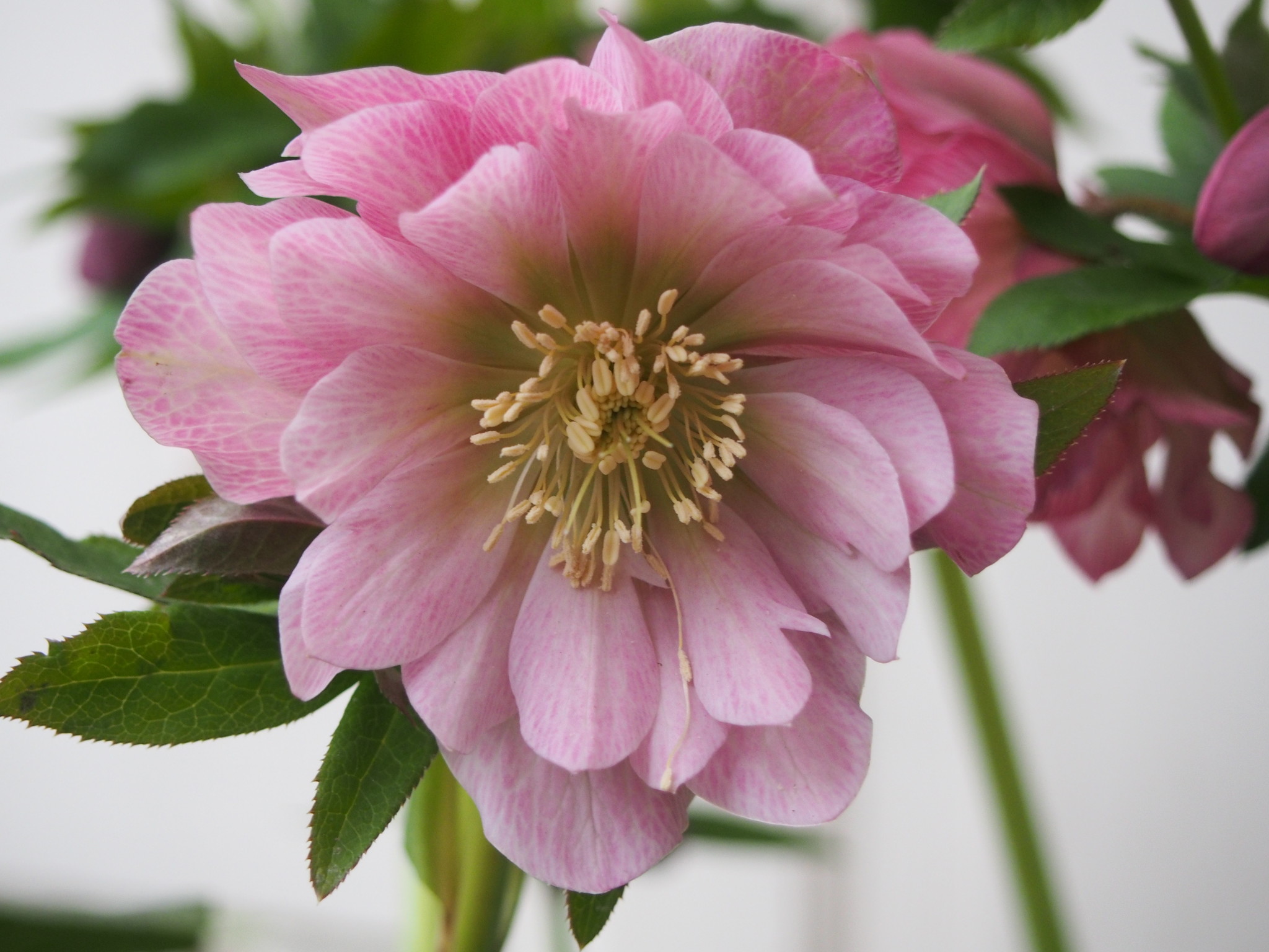 Helleborus orientalis 'Double Ellen® Pink'
