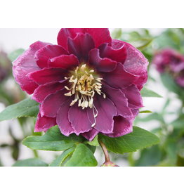 Helleborus orientalis 'Double Ellen® Red'