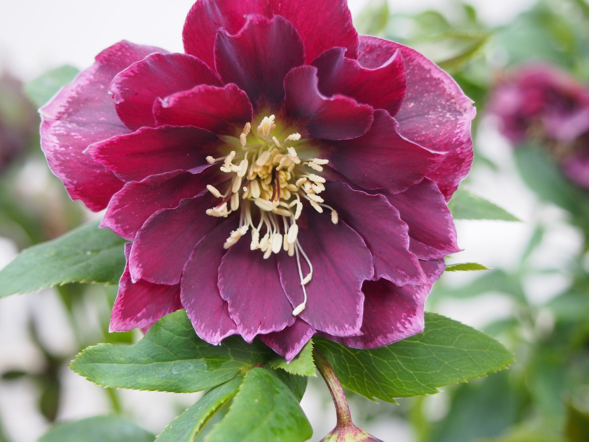 Helleborus orientalis 'Double Ellen® Red'