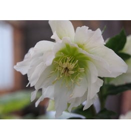 Helleborus orientalis 'Double Ellen® White'