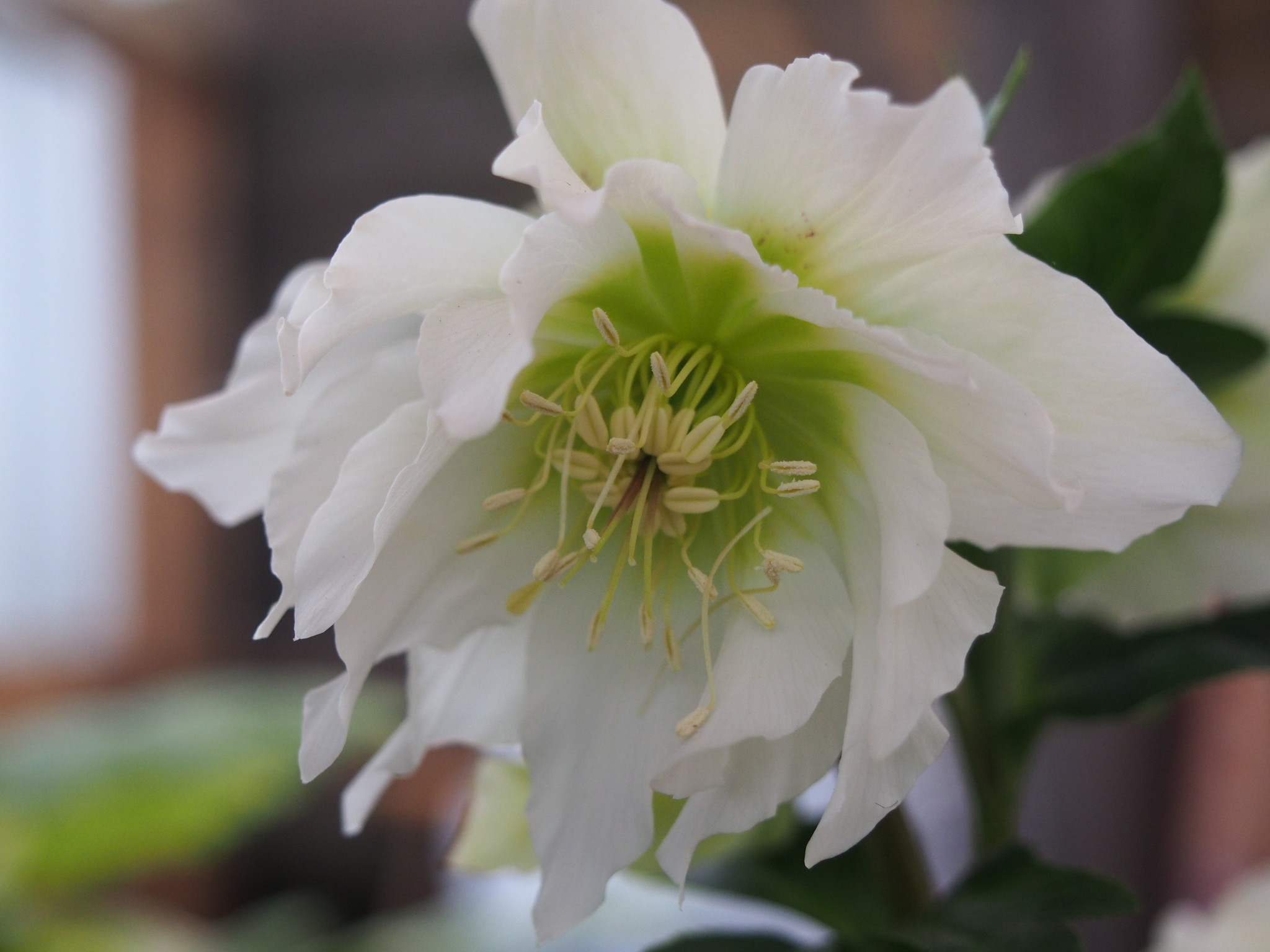 Helleborus orientalis 'Double Ellen® White'