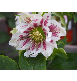 Helleborus orientalis 'Double Ellen® White Spotted'