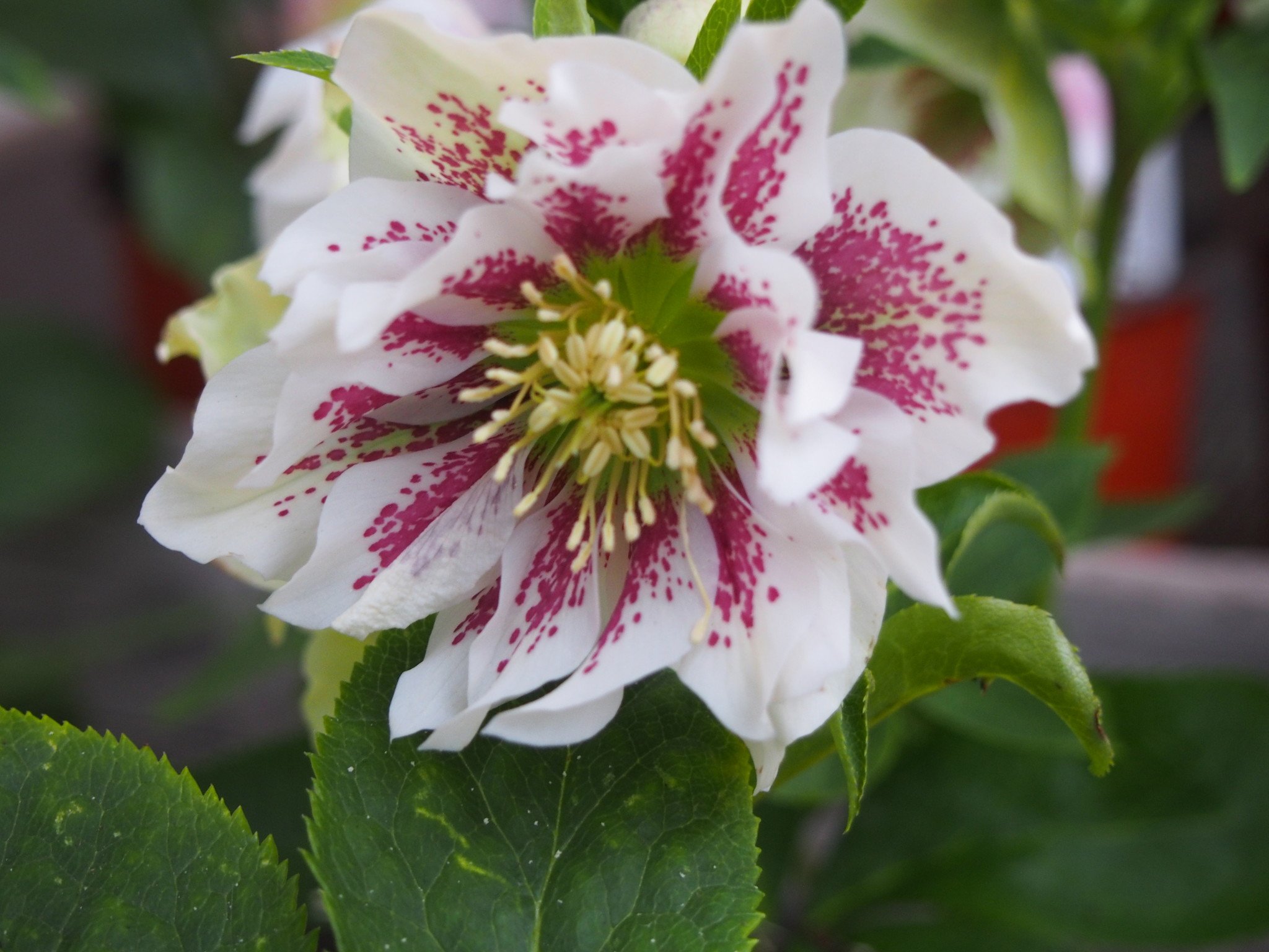 Helleborus orientalis 'Double Ellen® White Spotted'