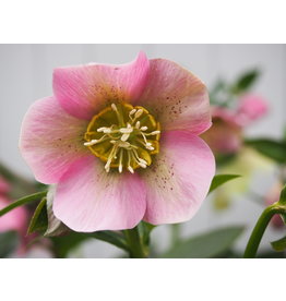 Helleborus orientalis 'Pretty Ellen Pink'