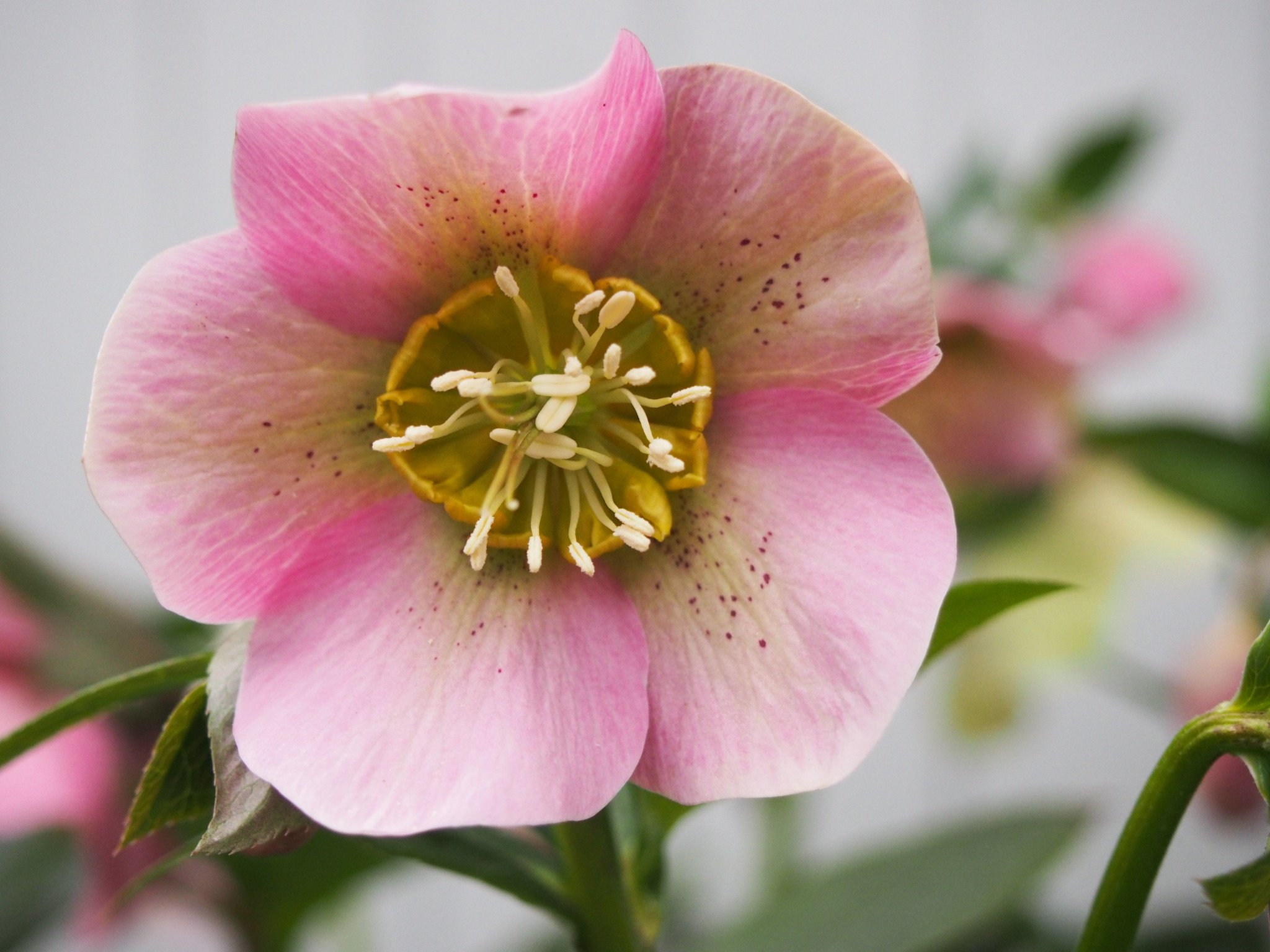 Helleborus orientalis 'Pretty Ellen Pink'