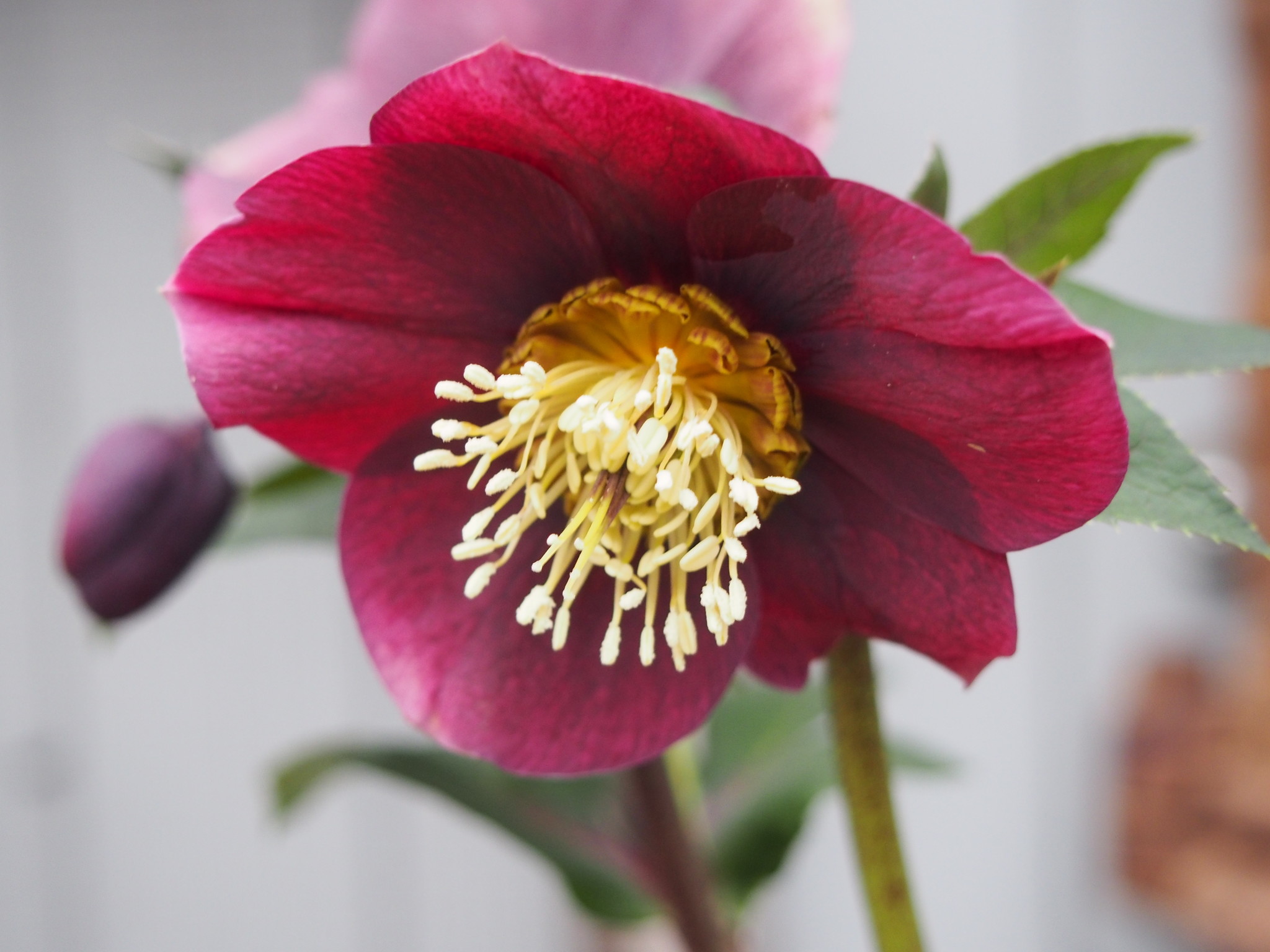 Helleborus orientalis 'Pretty Ellen Purple'