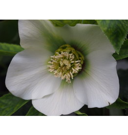 Helleborus orientalis 'Pretty Ellen White'