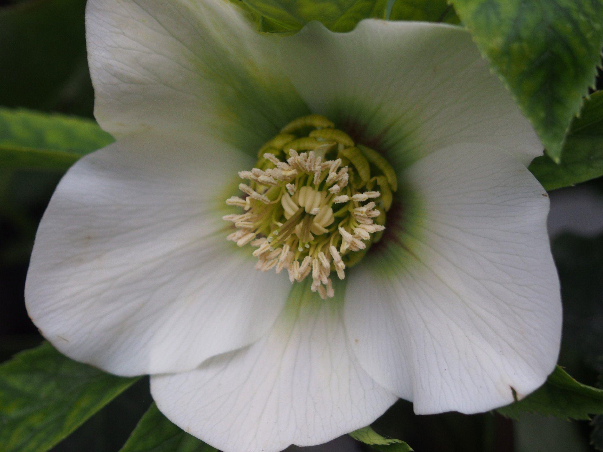 Helleborus orientalis 'Pretty Ellen White'