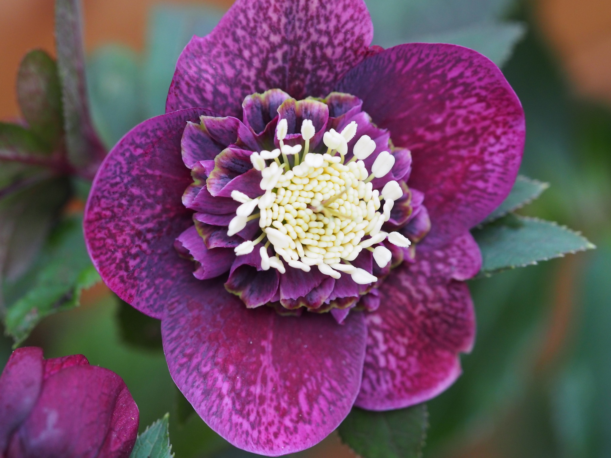 Helleborus orientalis 'Anemoon flowering'