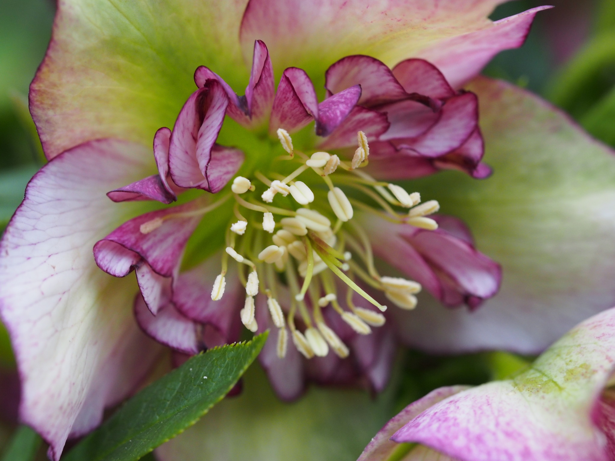 Helleborus orientalis 'Anemoon flowering'