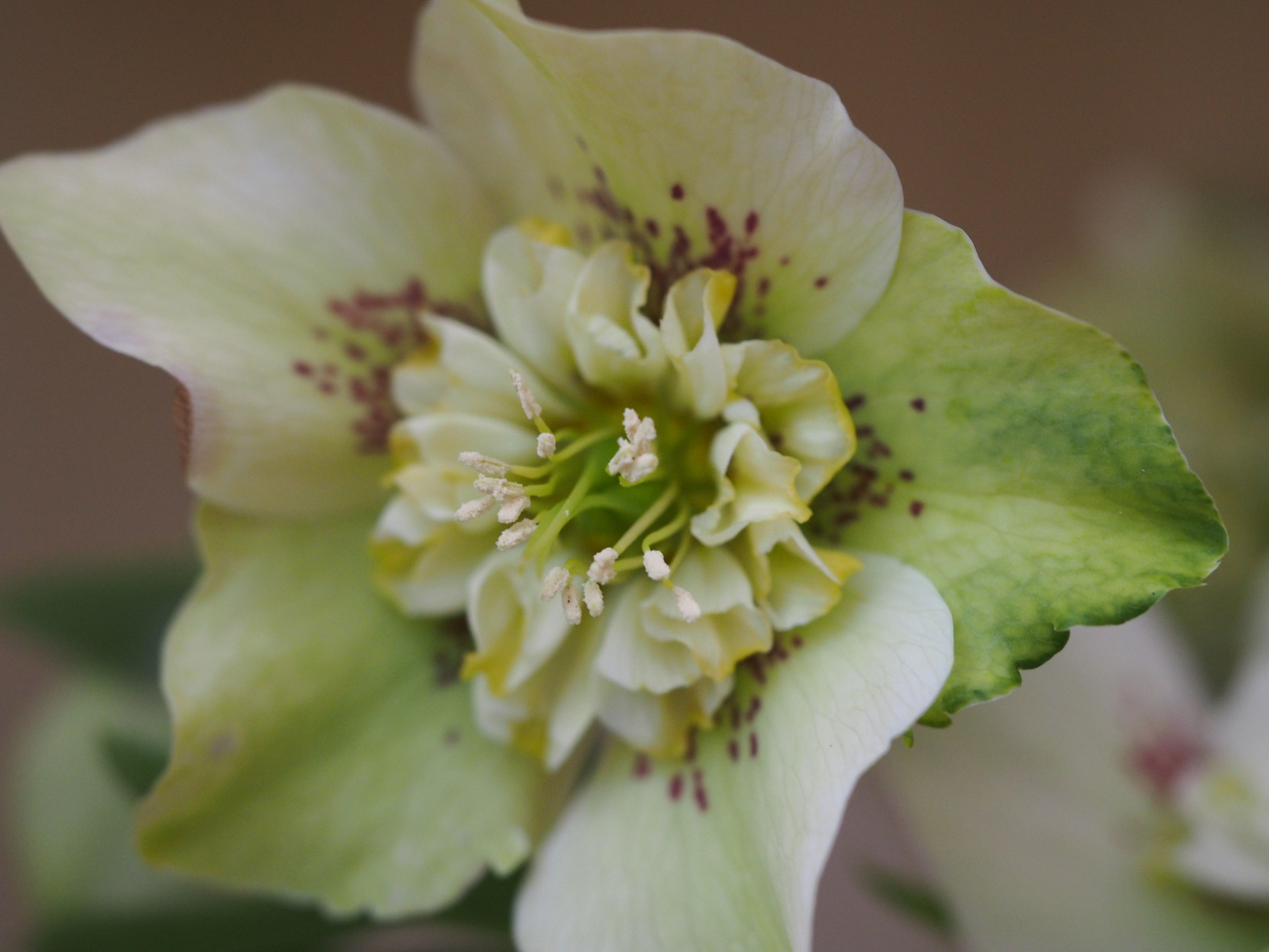 Helleborus orientalis 'Anemoon bloemig'