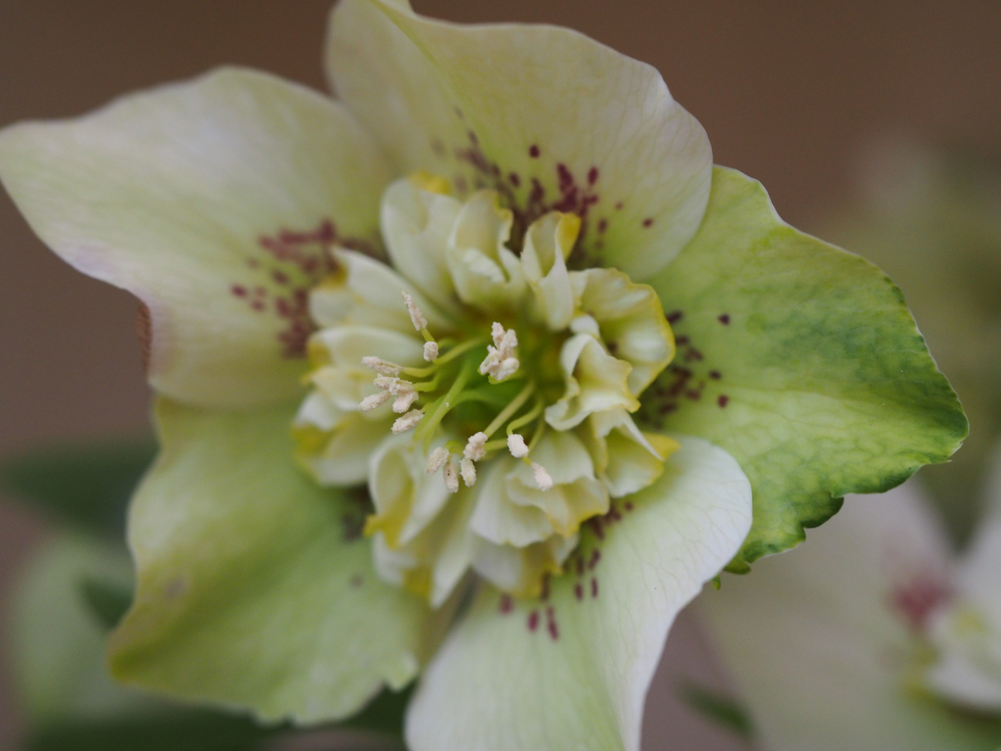 Helleborus orientalis 'Anemoon flowering'