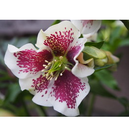 Helleborus orientalis 'Pretty Ellen White Spotted'
