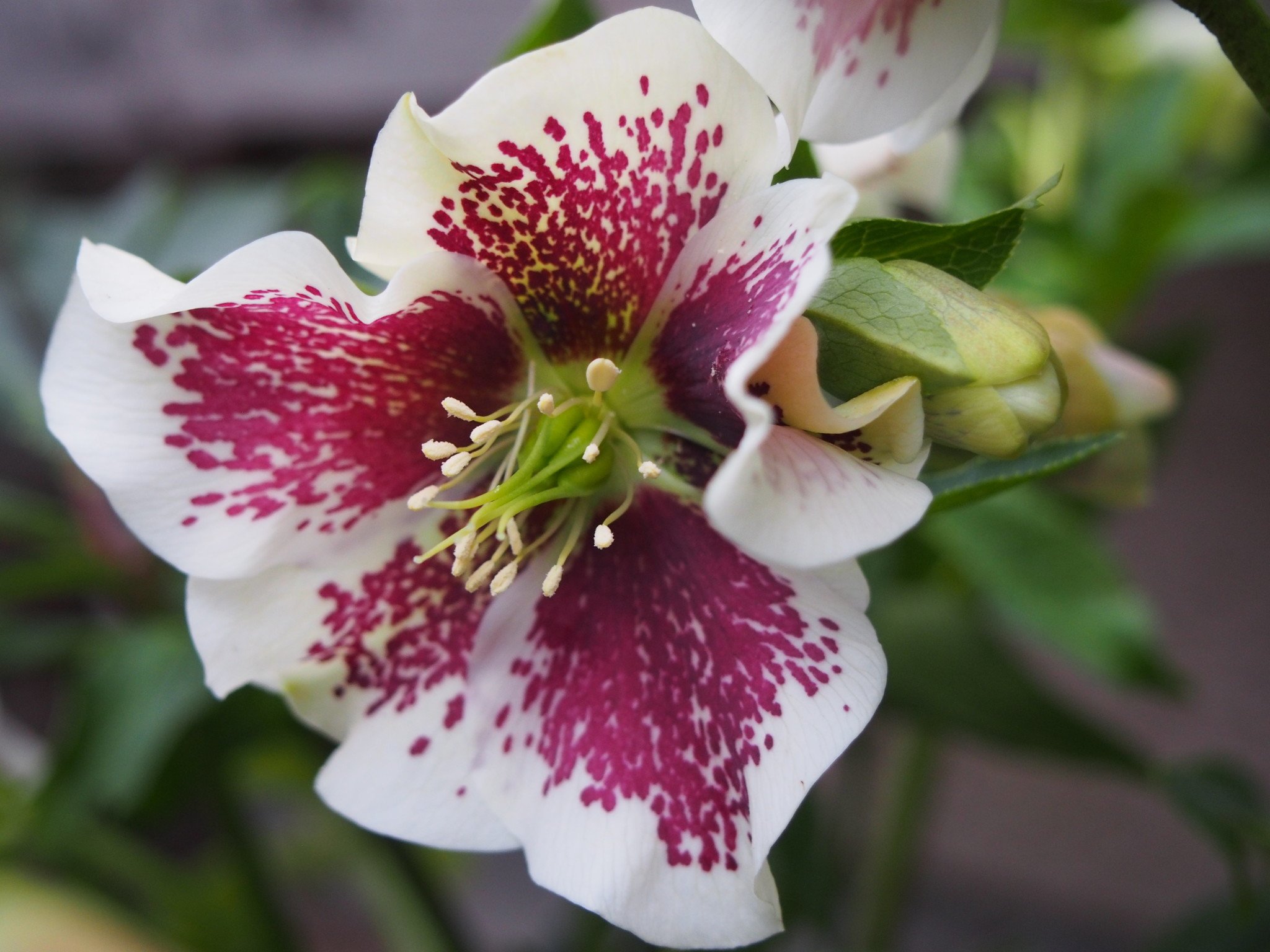 Helleborus orientalis 'Pretty Ellen White Spotted'