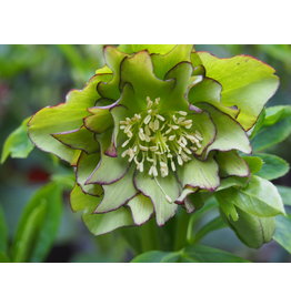 Helleborus orientalis 'Double Ellen® Green'