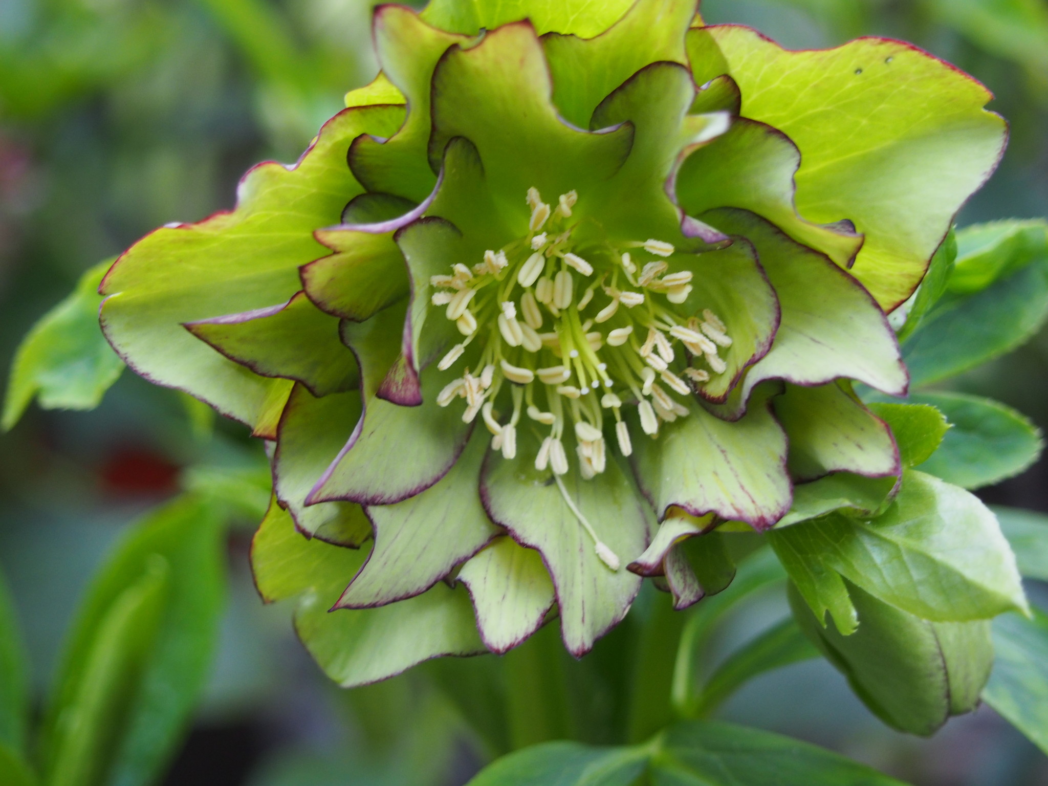 Helleborus orientalis 'Double Ellen® Green'