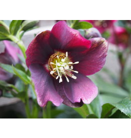 Helleborus orientalis 'Pretty Ellen Red'