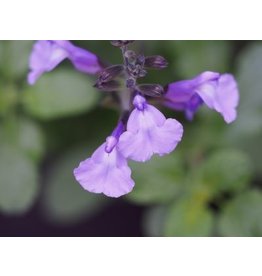 Salvia 'So Cool Pale Blue'