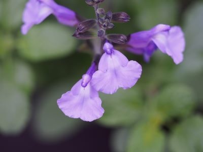 Salvia 'So Cool Pale Blue'