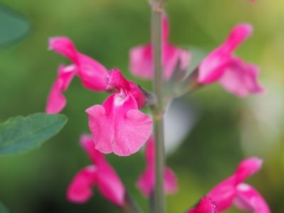 Salvia 'Pink Pong'