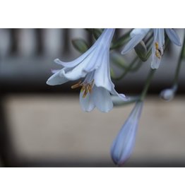 Agapanthus 'Blue Ice'