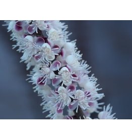 Cimicifuga simplex 'Pink Spike'