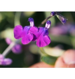 Salvia 'Oceanside'