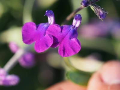 Salvia 'Oceanside'