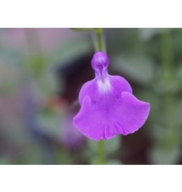 Salvia 'Hercules'