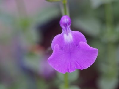 Salvia 'Hercules'