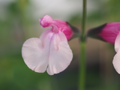 Salvia 'Dancing Doll'