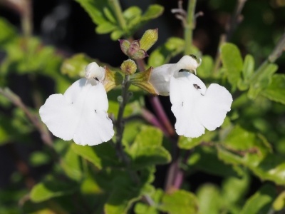 Salvia 'Gletsjer'