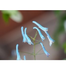 Corydalis 'Porcelain Blue'