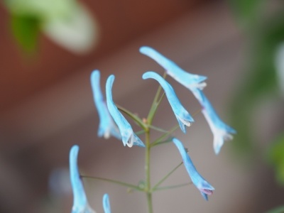 Corydalis 'Porcelain Blue'