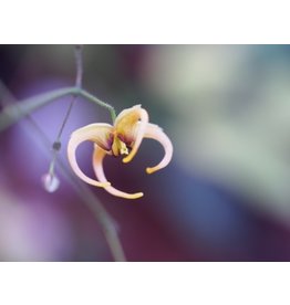 Epimedium 'The Giant'