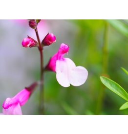 Salvia 'Dyson's Joy'