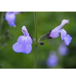 Salvia 'Delice Aquamarine'