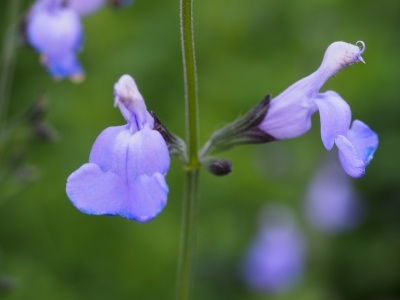 Salvia 'Delice Aquamarine'