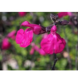 Salvia 'Cerro Potosi'