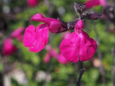 Salvia 'Cerro Potosi'