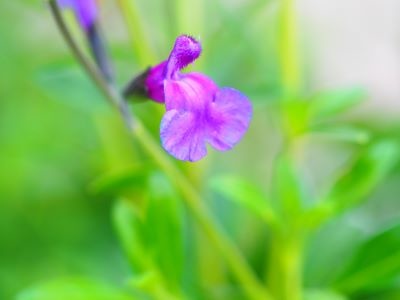 Salvia 'Blue Moon'